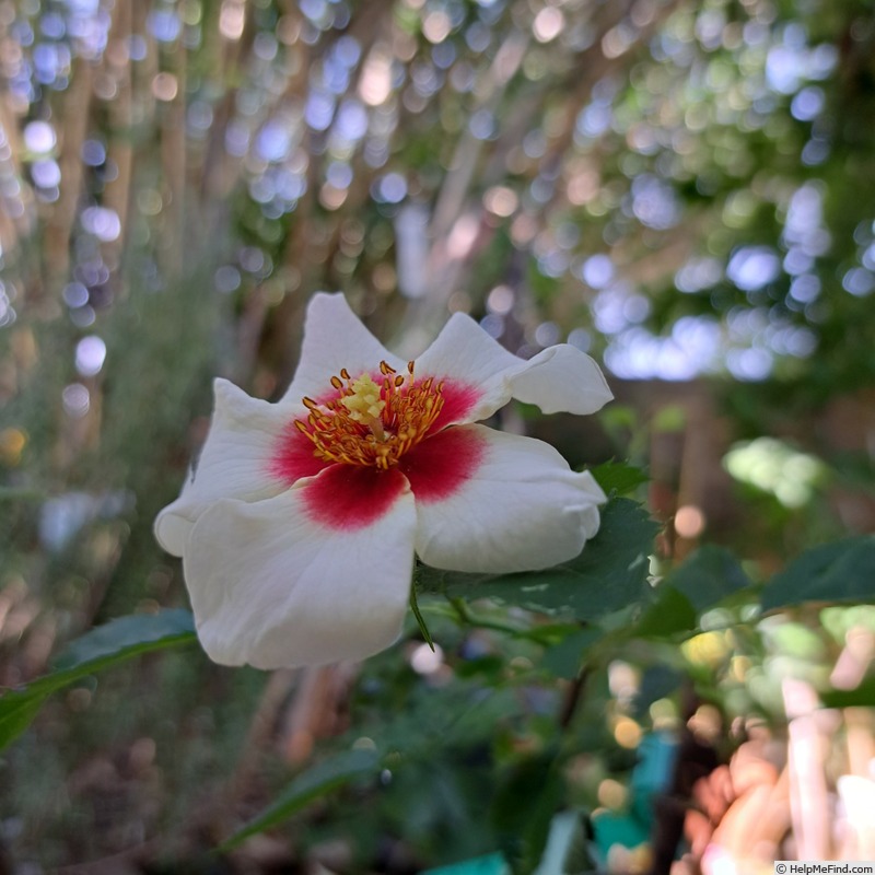 'Aria Babylon Eyes ®' rose, click to enlarge 'Aria Babylon Eyes ®' rose photo