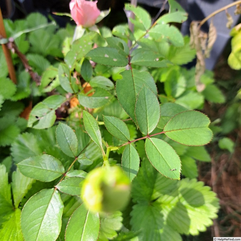 'Paris d'Yves St. Laurent' rose photo