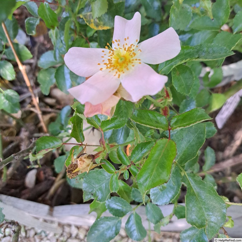 'Champs-Elysées ® (floribunda, Meilland 2013/21)' rose photo