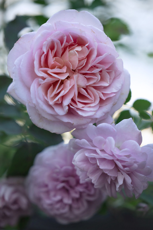 'Elestrial's Garden'  photo