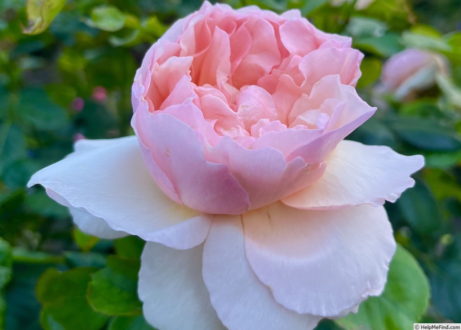 'Princesse Charlène de Monaco ®' rose photo