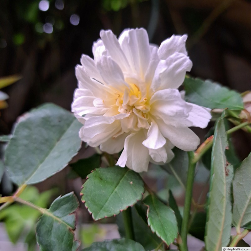 'Malvern Hills ®' rose, click to enlarge 'Malvern Hills ®' rose photo