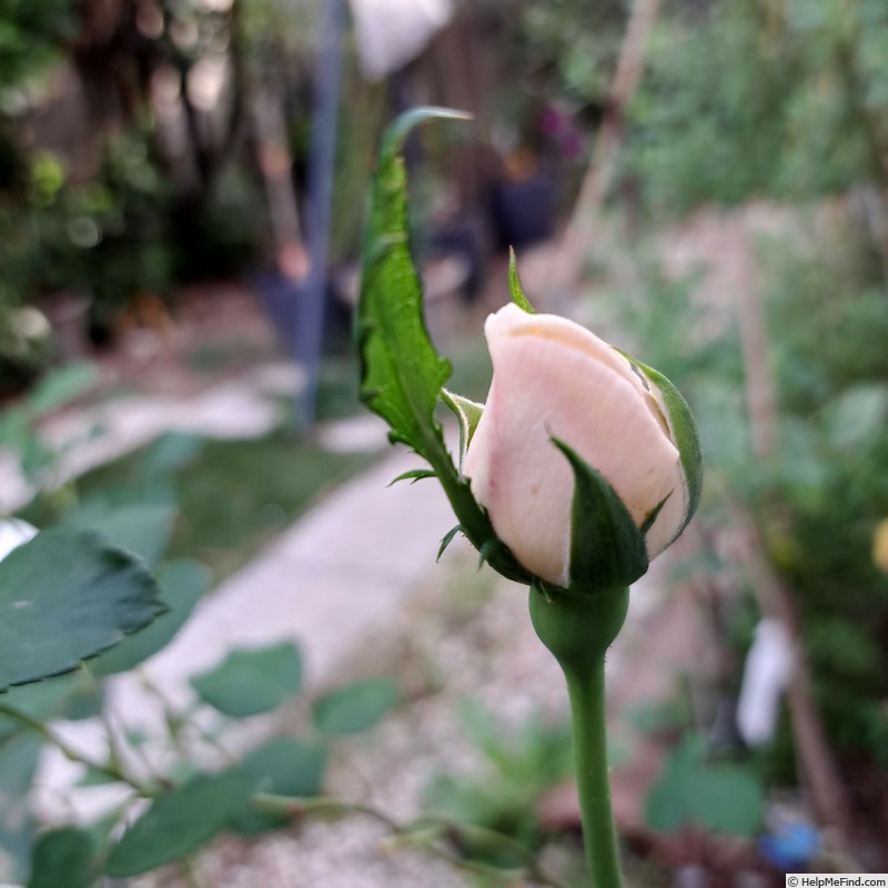 'Lichfield Angel' rose photo