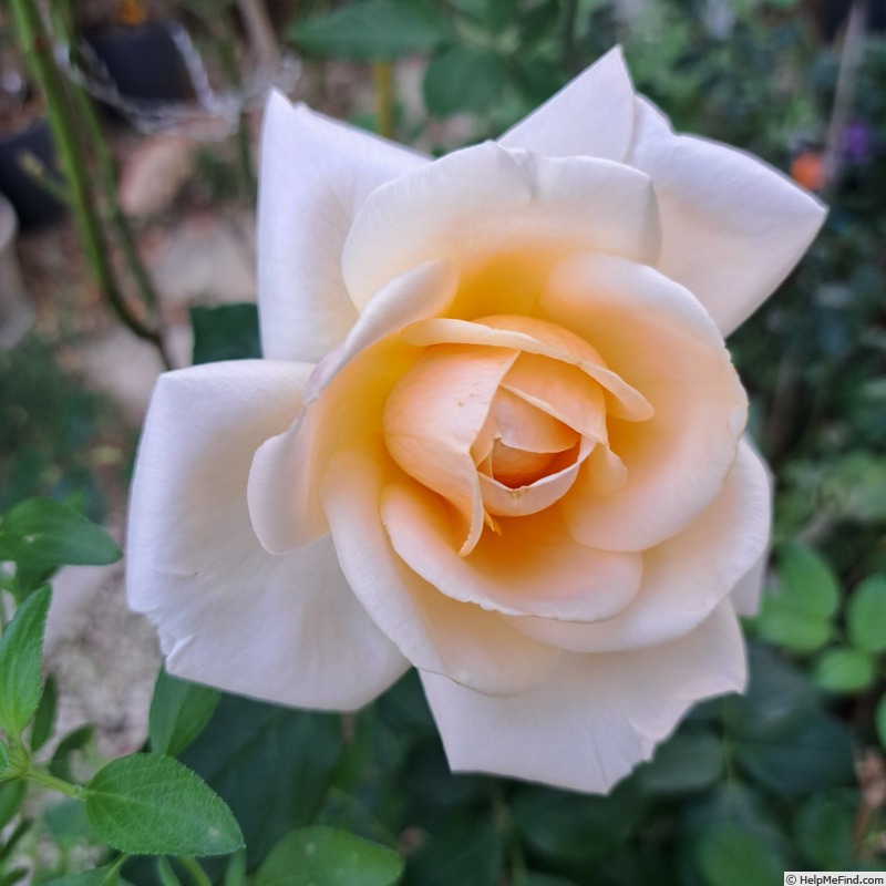 'Courage (hybrid tea, Kordes 2009/19)' rose, click to enlarge 'Courage (hybrid tea, Kordes 2009/19)' rose photo