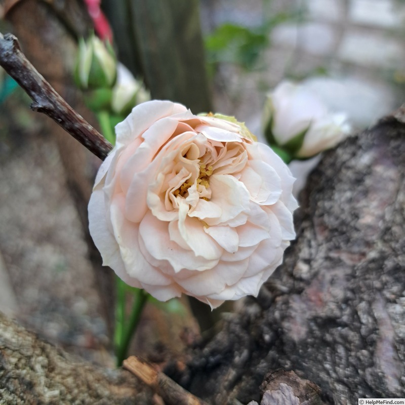 'Château de Barbeyrolles' rose photo