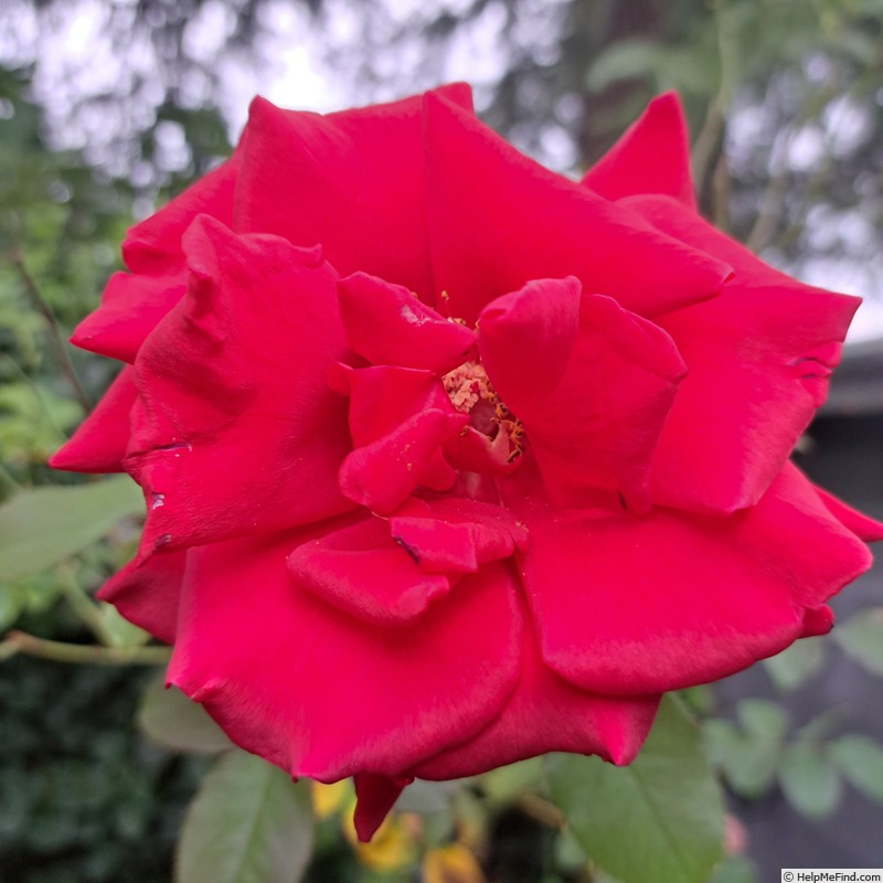 'Hacienda ®' rose photo