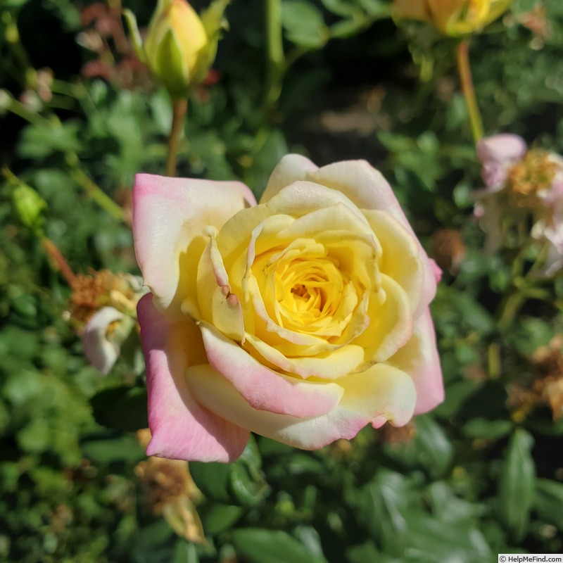 'Music Box' rose photo
