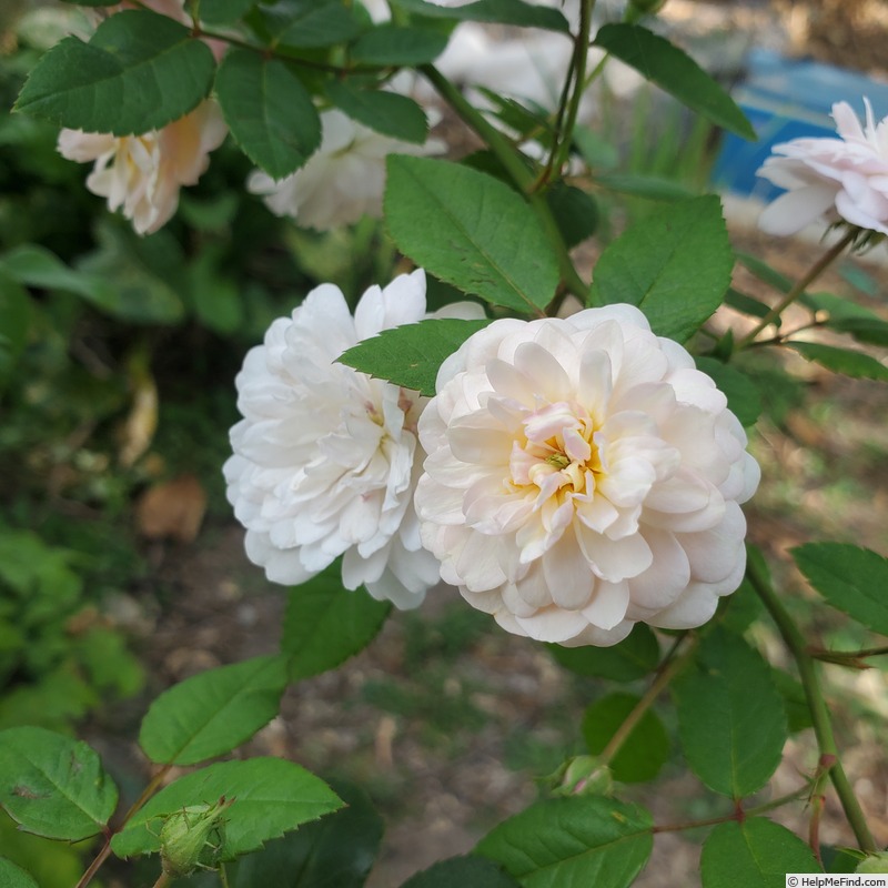 'Abigail Adams' rose photo