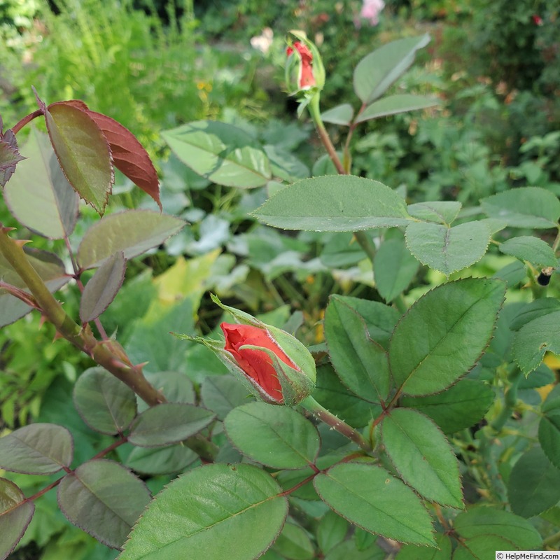 'Tropicana' rose photo