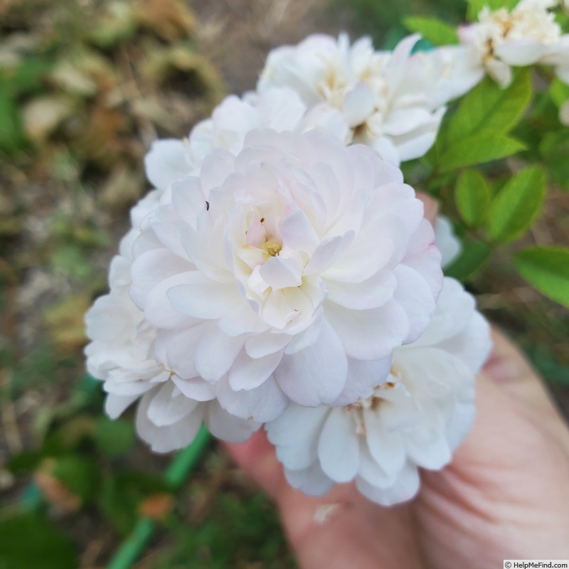 'Aptos' rose photo