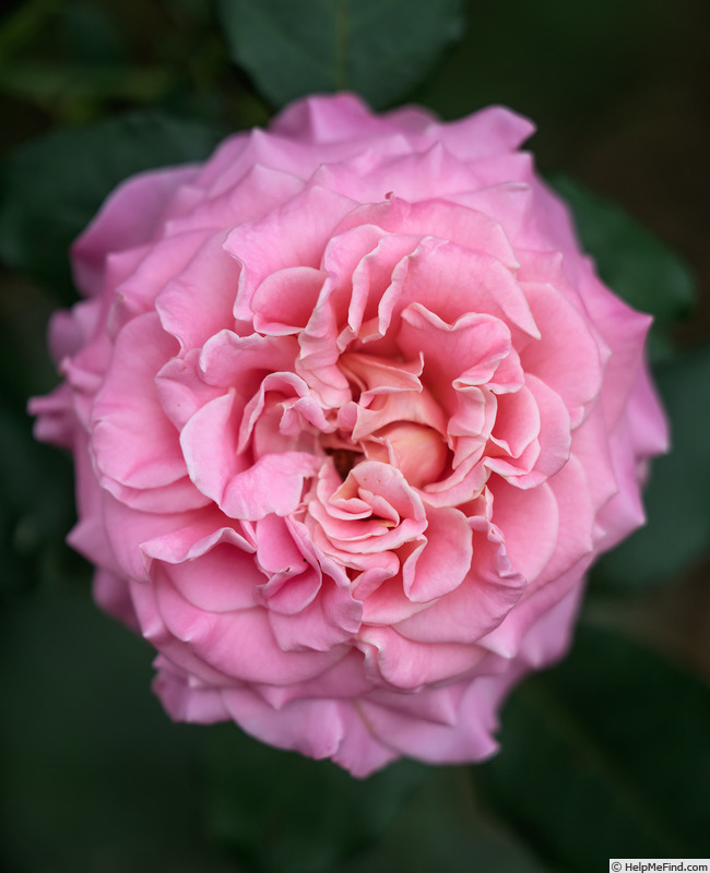 'Ashley ® (hybrid tea, Evers/Tantau 2008/14)' rose photo