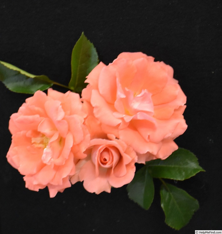 'Anisley Dickson' rose photo