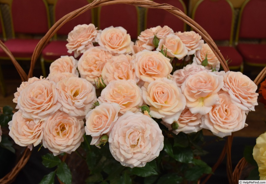 'Sweet Honey ® (floribunda, Kordes 2004/15)' rose photo