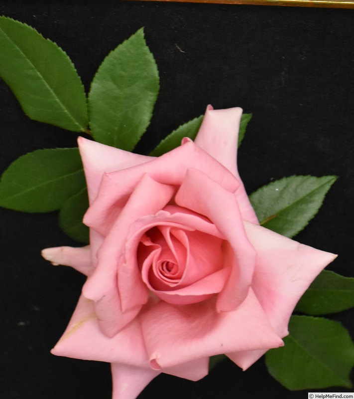 'Andrea Stelzer' rose photo
