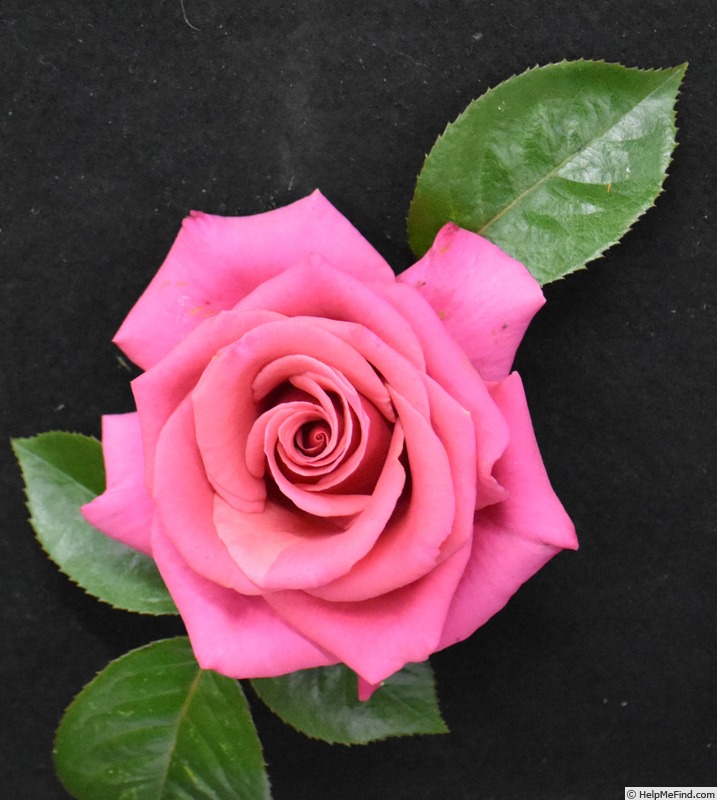 'Hot Princess ® (hybrid tea, Evers/Tantau, 2000)' rose photo