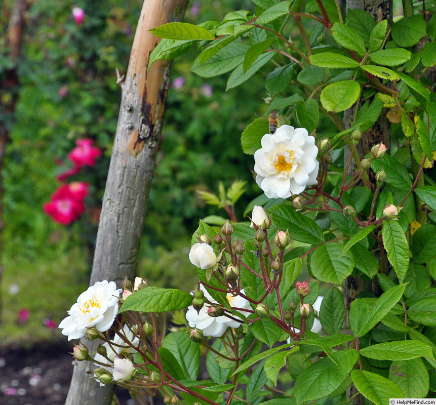 'Patricia Macoun' rose photo