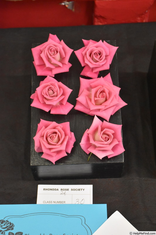 'Dr. Tommy Cairns' rose photo