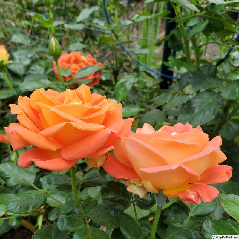 'Burst of Joy ™' rose photo