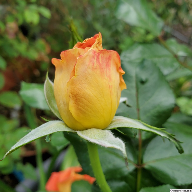 'Burst of Joy ™' rose, click to enlarge 'Burst of Joy ™' rose photo