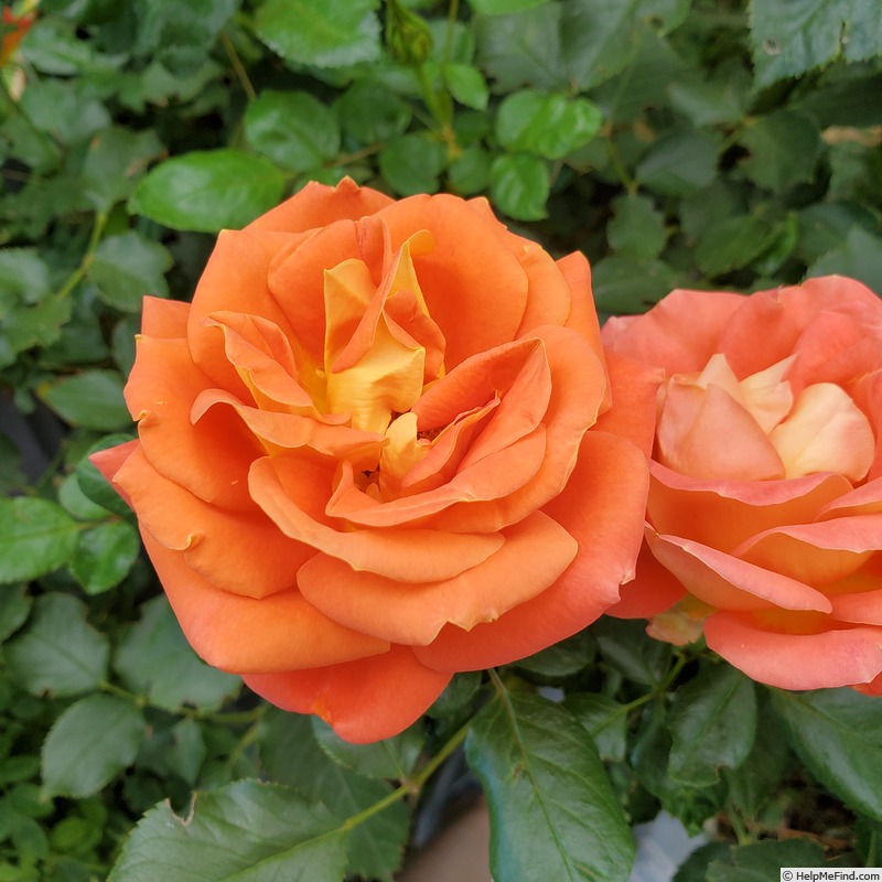 'Burst of Joy ™' rose, click to enlarge 'Burst of Joy ™' rose photo