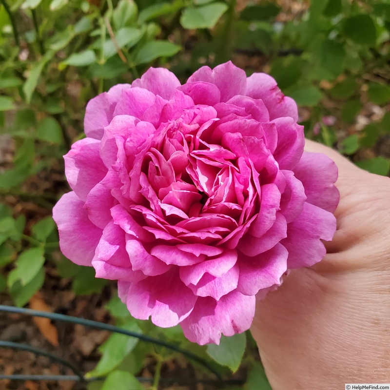 'Sultry Night ™' rose photo