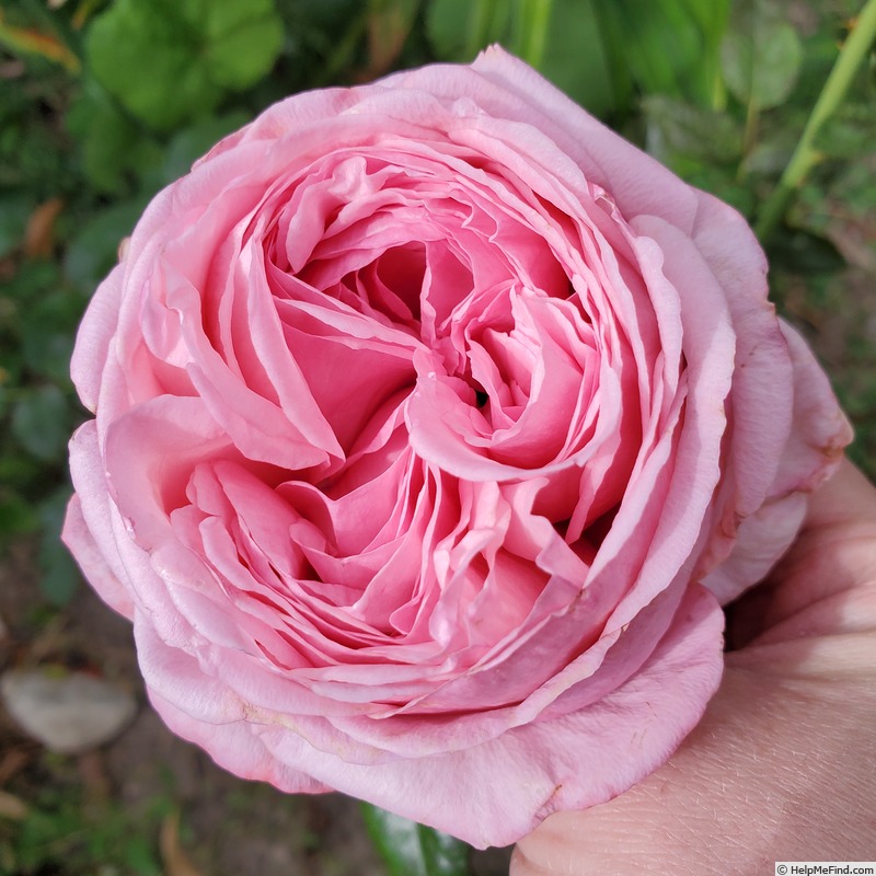 'Ball Gown' rose photo