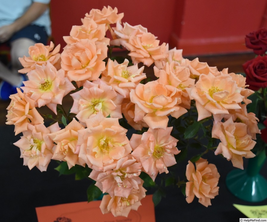 'Cider Cup' rose photo
