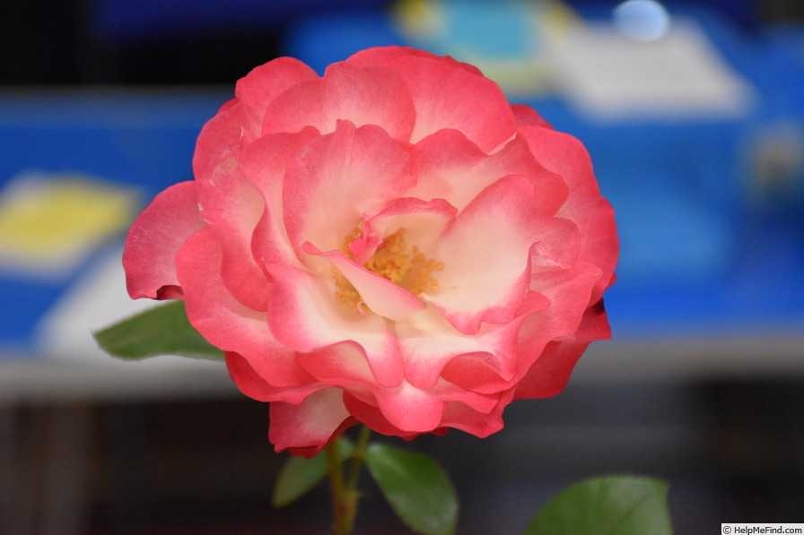 'Hannah Gordon' rose photo