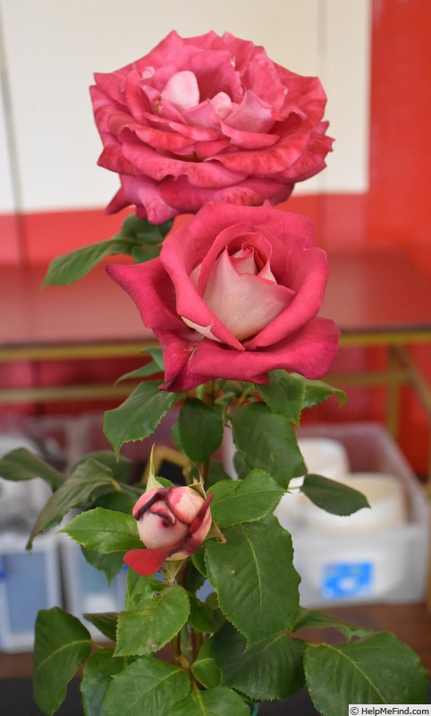 'Anis Perfumella' rose photo
