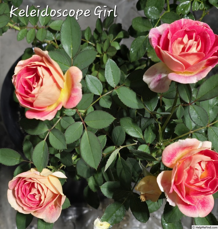 'Kaleidoscope Girl' rose photo