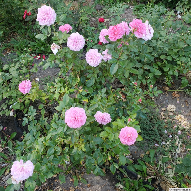 'Orchid Romance ®' rose photo