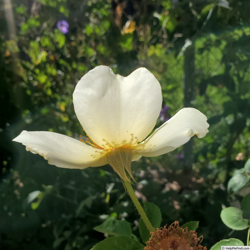 'Golden Wings (shrub, Shepherd 1954)' rose photo