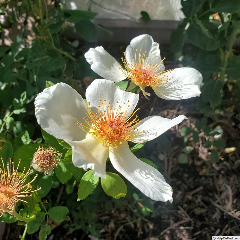 'Golden Wings (shrub, Shepherd 1954)' rose photo