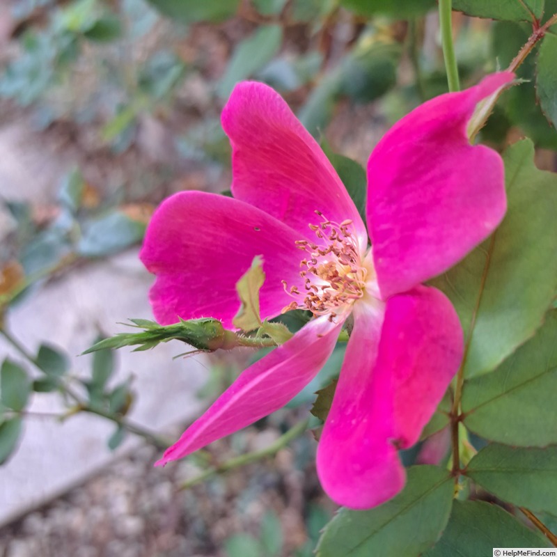 'Rodin ® (floribunda, Meilland 2000)' rose photo