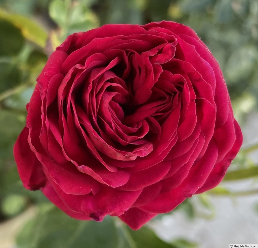 'A 041' rose photo