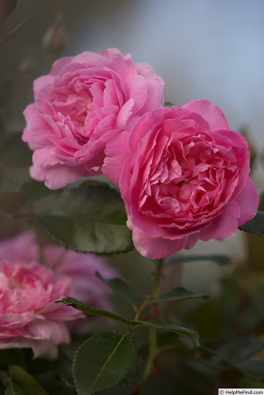 'Orchid Romance ®' rose photo