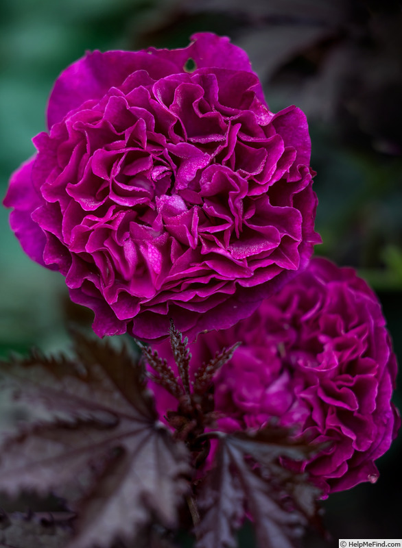 'Odysseia' rose photo
