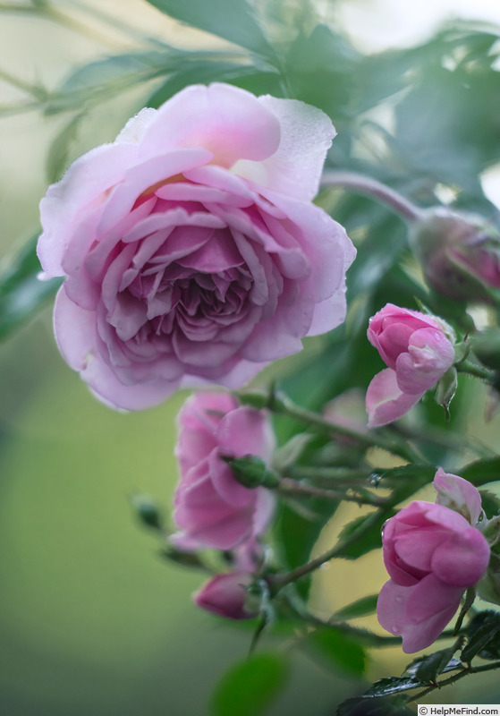 'Annie Laurie McDowell' rose photo