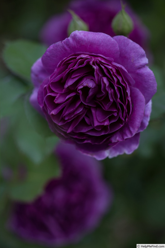 'Minerva ® (floribunda, Vissers, 2011)' rose photo
