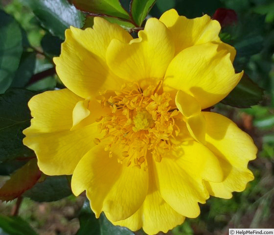 'Luminum' rose photo