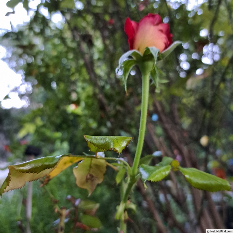 'Macha Méril ®' rose photo