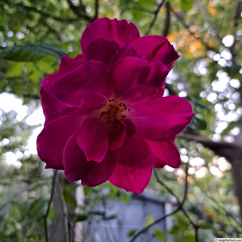 'Young Lycidas' rose photo