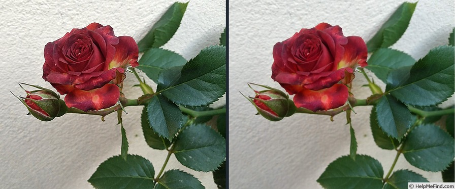 'Brown Sugar' rose photo