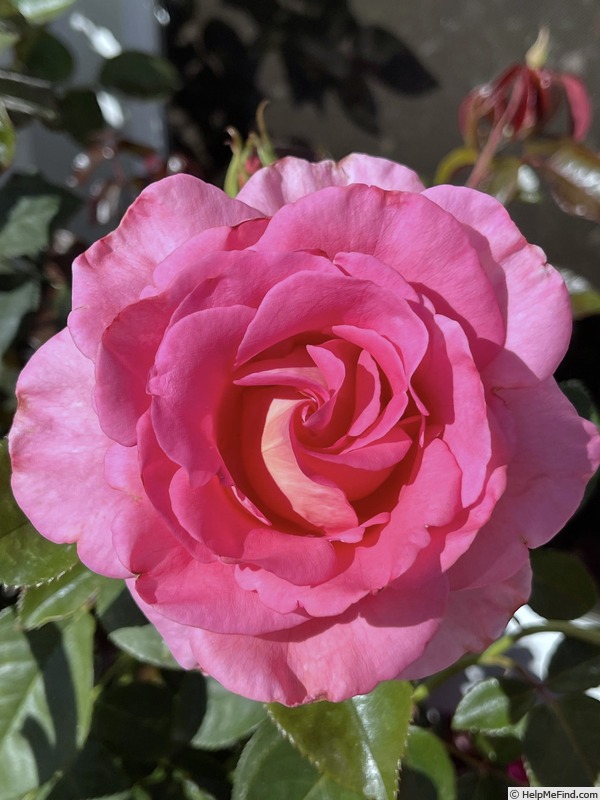 'Barbra's Baby' rose photo