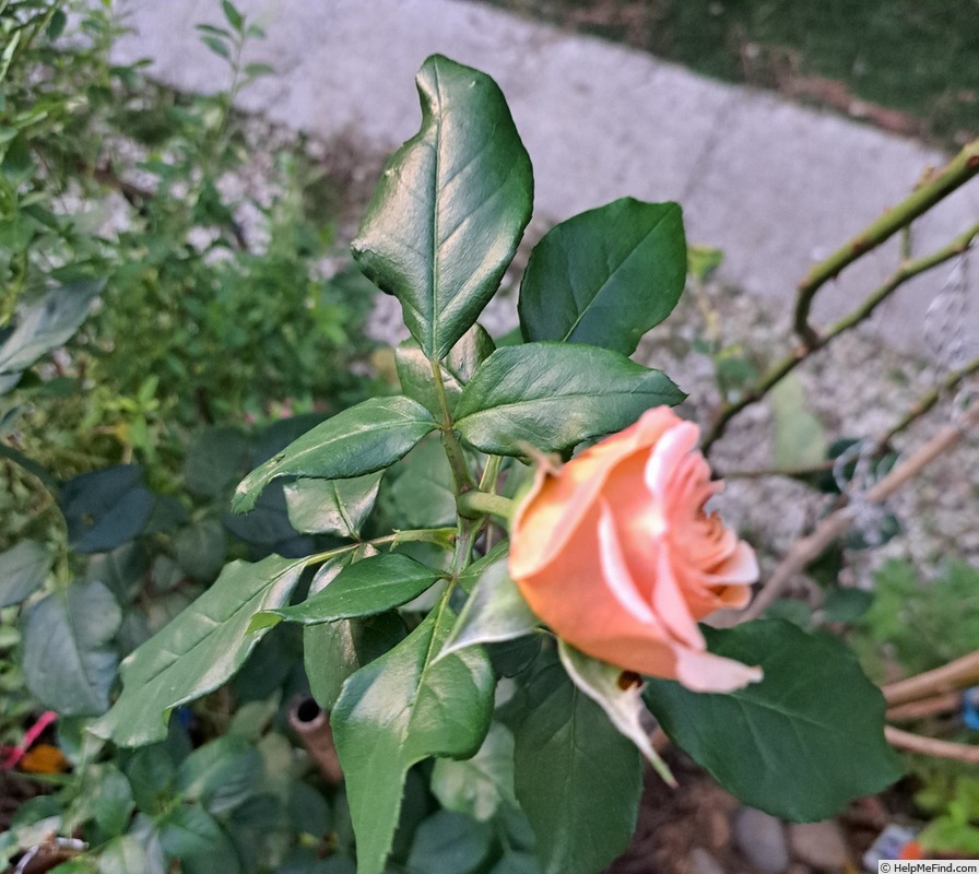 'Courage (hybrid tea, Kordes 2009/19)' rose, click to enlarge 'Courage (hybrid tea, Kordes 2009/19)' rose photo