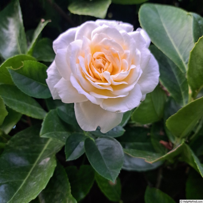 'Covent Garden (floribunda, Harkness 1999)' rose photo