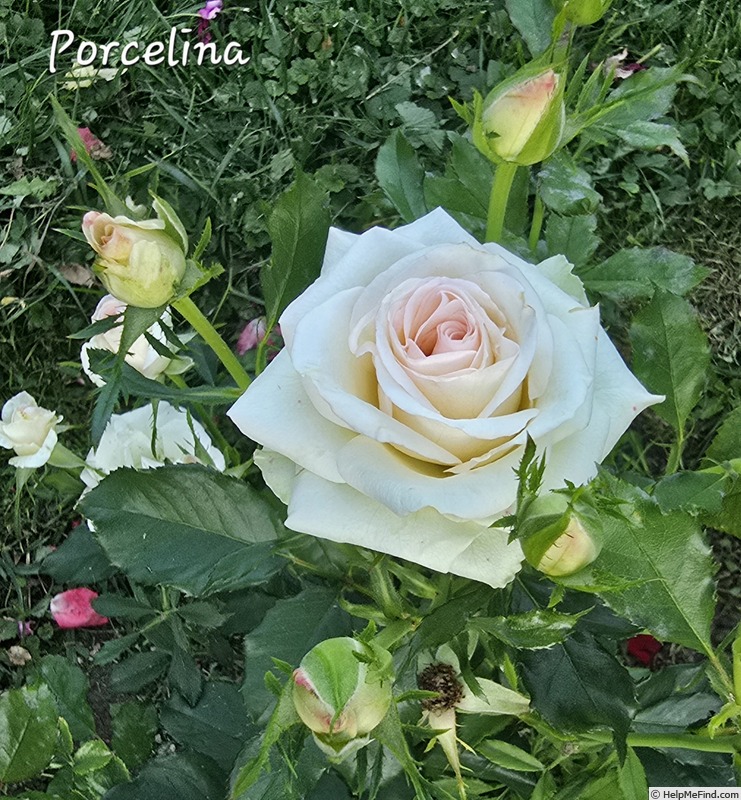 'Porcelina (hybrid tea, Interplant 1983)' rose photo