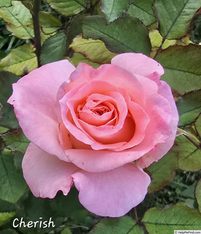 'Cherish' rose photo