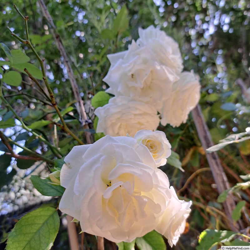 'Schneeküsschen ® (miniature, Kordes 2005/16)' rose photo