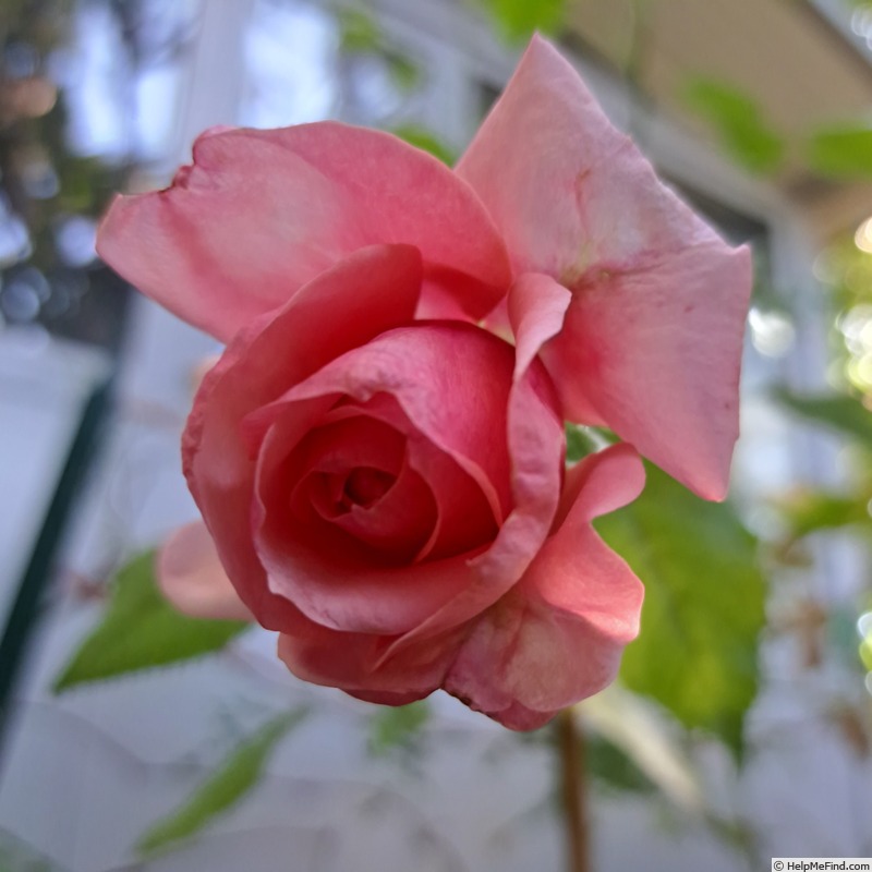 'Sir Lancelot (floribunda, Harkness, 2000)' rose photo